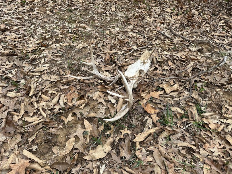 good genes in the area