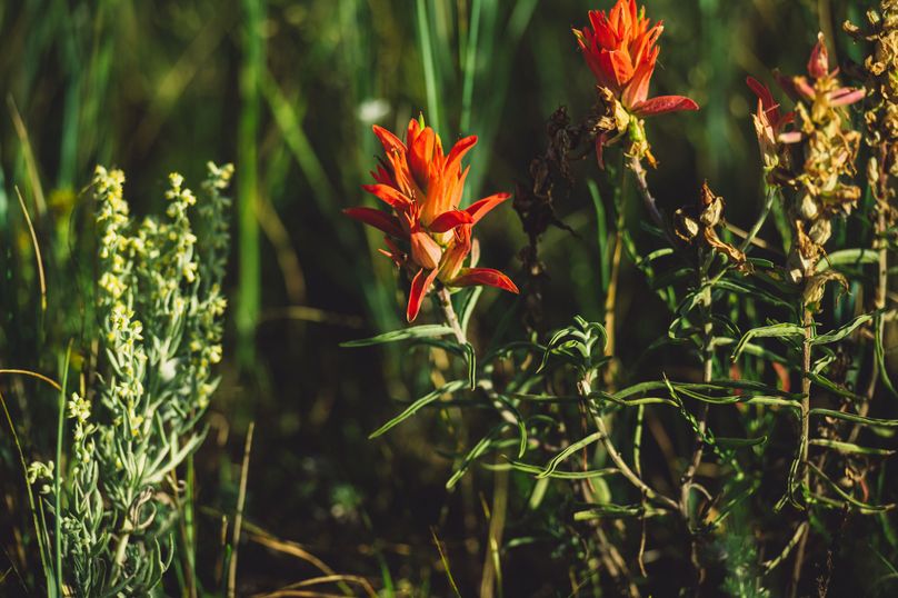 Douglas CO 35 Prettyman - 020 Indian Paintbrush