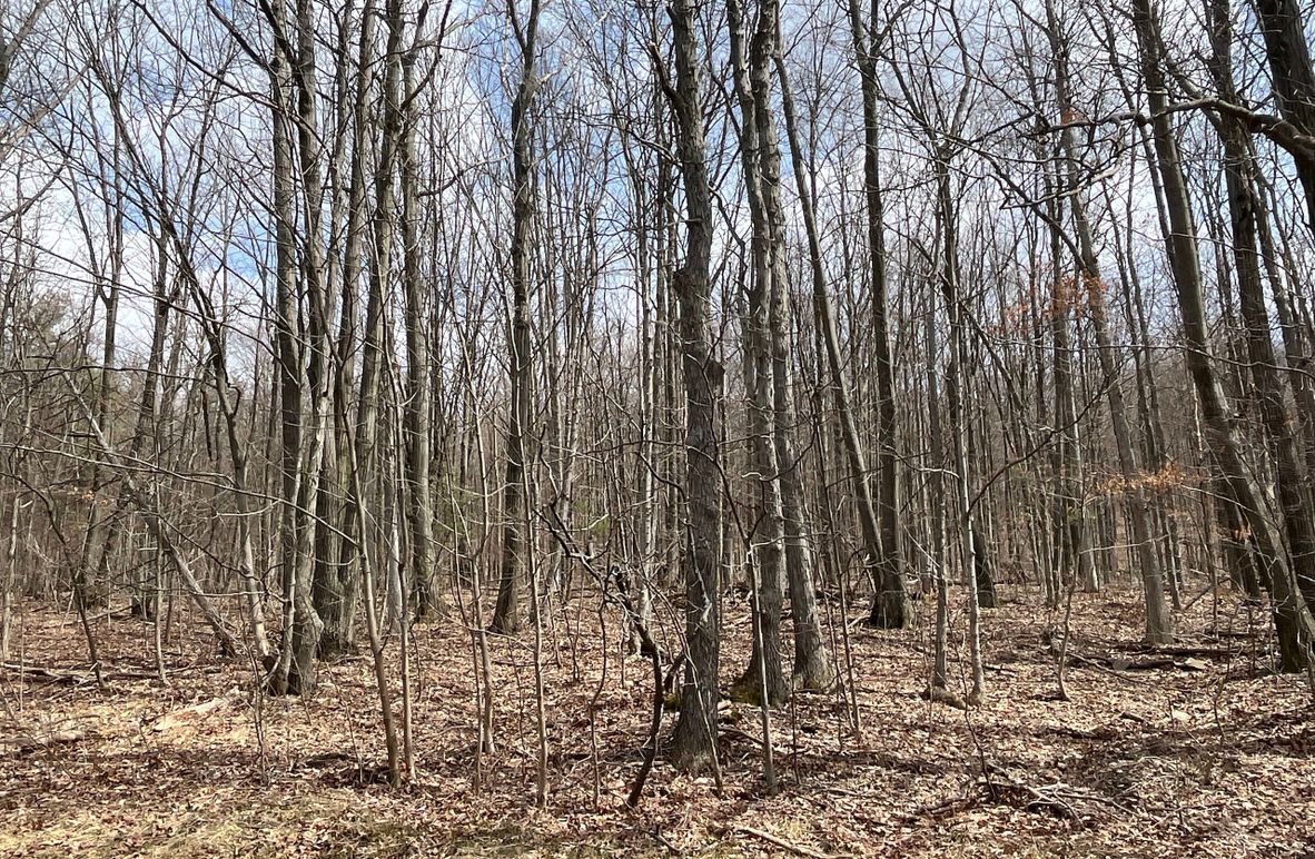 Schuyler_15.44_Bringhurst photo 3