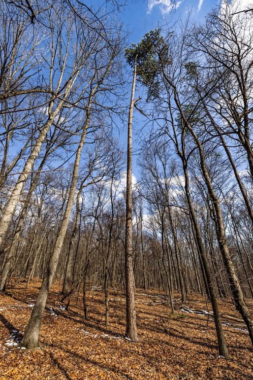 34-web-or-mls-IMG-34