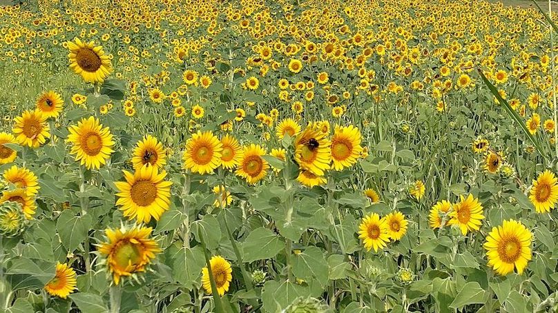 IMG_20170721_094146677