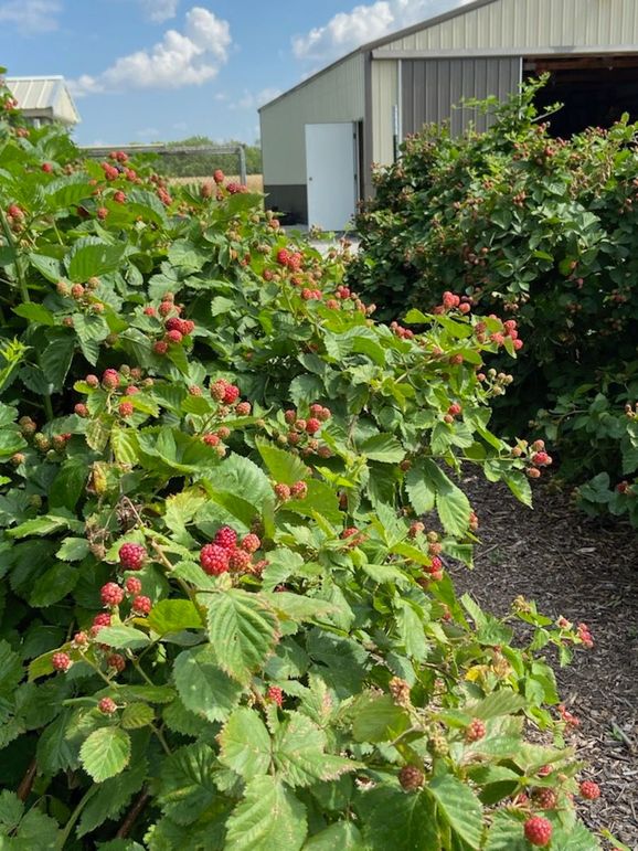 Black berries 