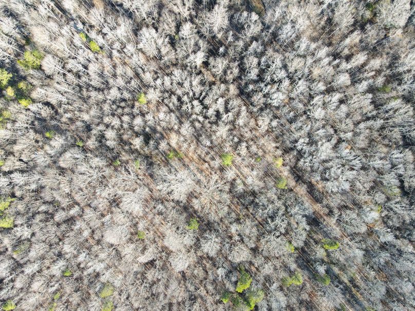 Copy of dji_fly_20240129_092208_768_1706538211664_photo