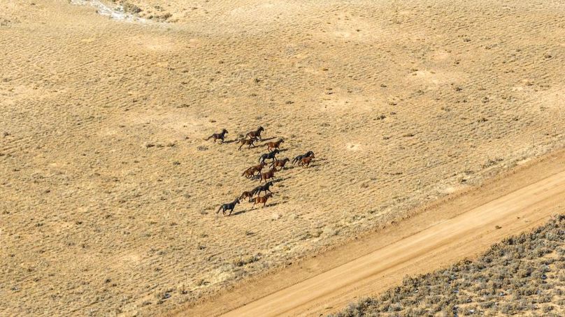 011 - Wild Horse Herd