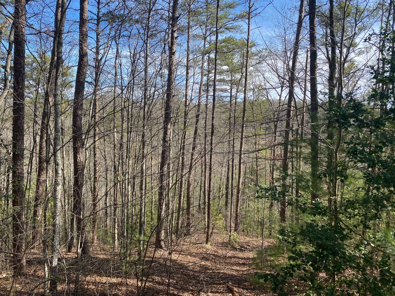 Cherokee 7.47 Herzog-13