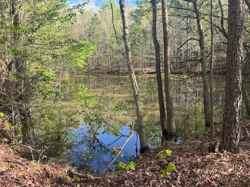 Hidden Pond
