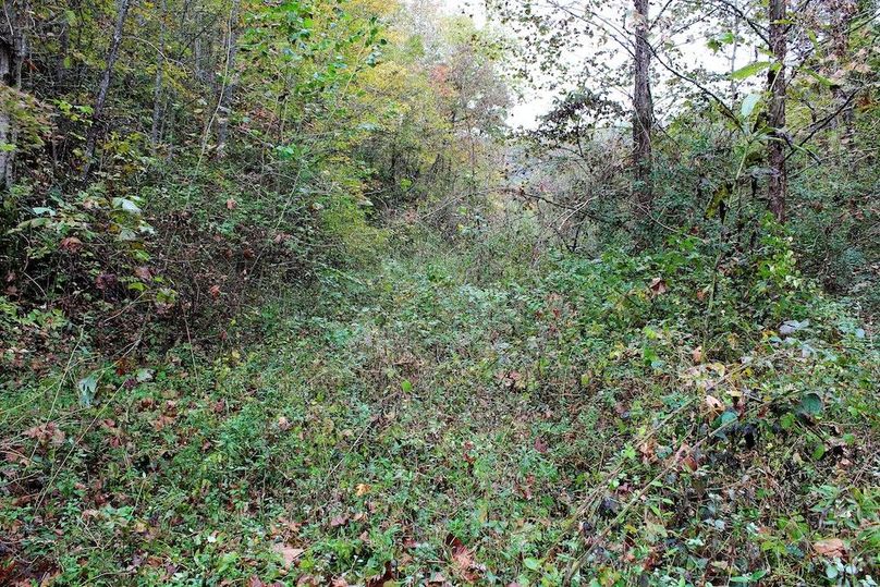 014 dense undergrowth from the old field providing good cover and browse for wildlife