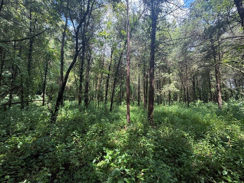 012 another view of one of the large flattened areas making perfect building locations