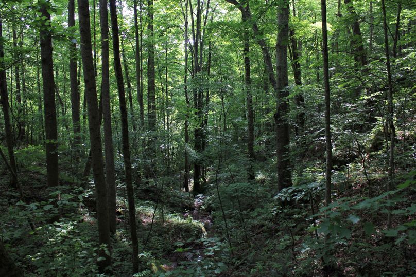 005 nice mix of mature timber