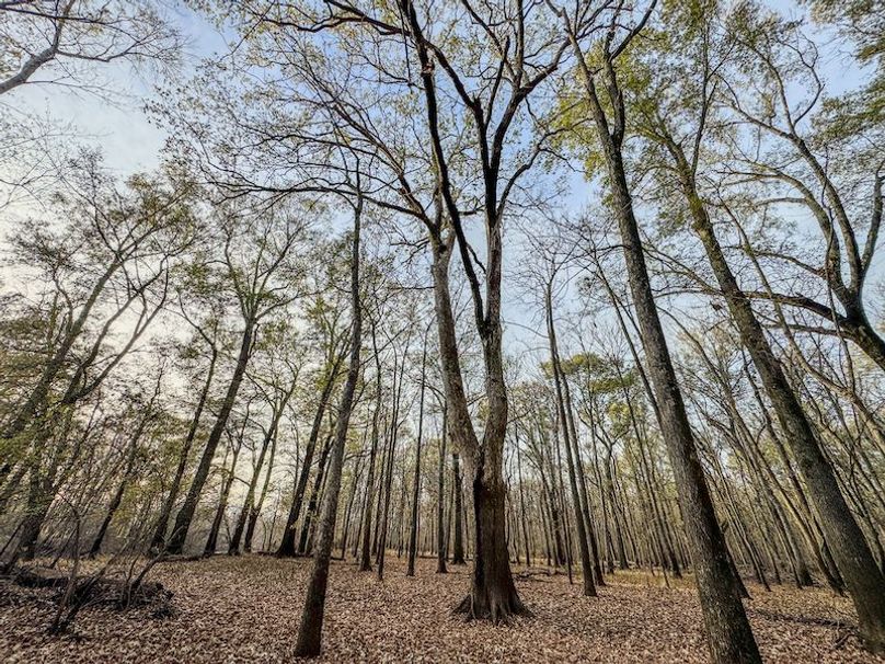 St. Francis 216.9 Calvin Parker Farms Profile -21