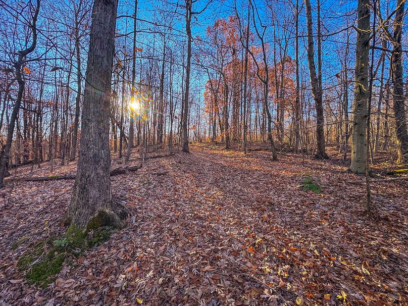 Pleasants_Wood 169.97 AC Cokeley-65