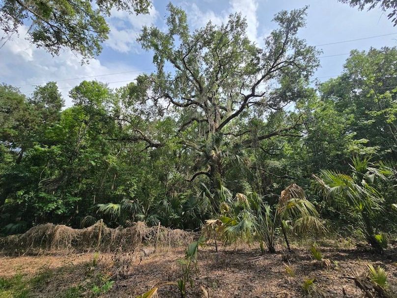 1.01ac, Citrus, Josiah Ronco16