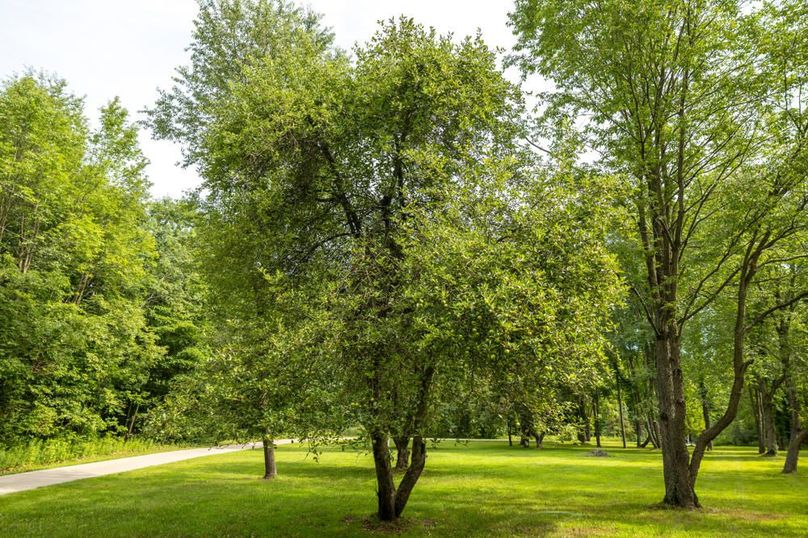 107 9 Large Apple Trees At Entry