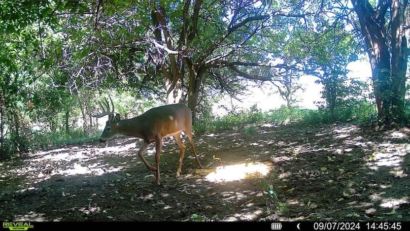 Trail Cam 5