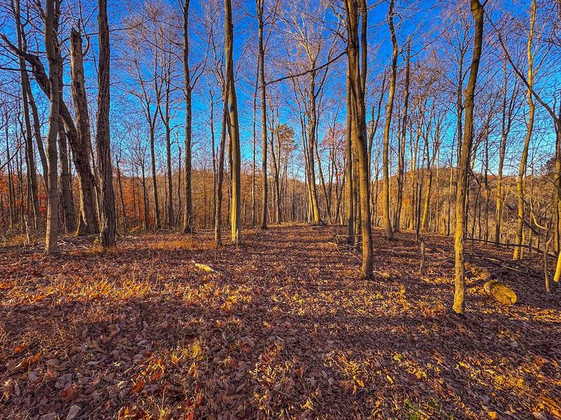 Pleasants_Wood 169.97 AC Cokeley-52