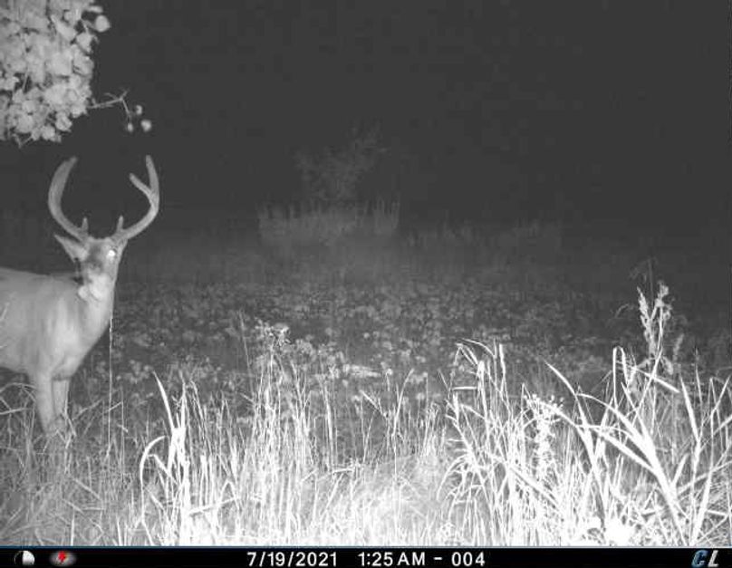 July 2021 Velvet Buck (Tall)