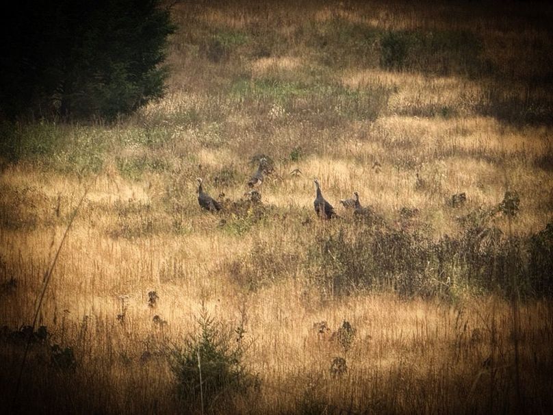 014 eastern turkey off the roost-2