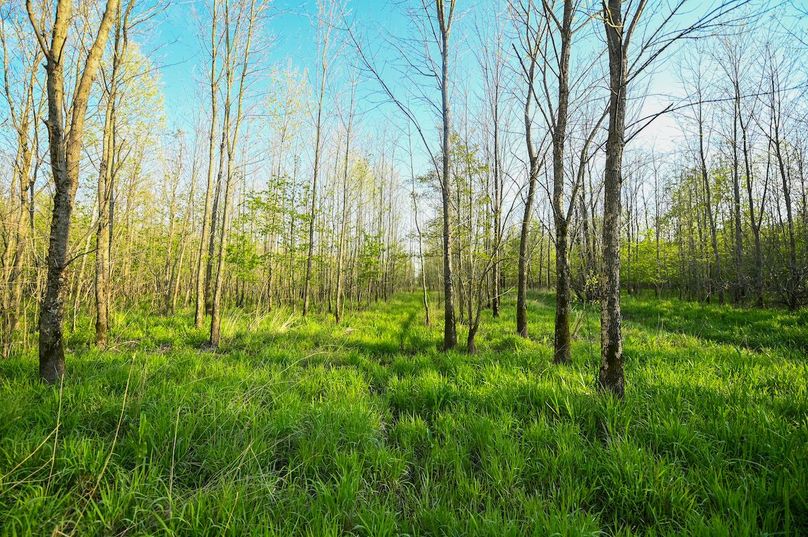 vandalia 450 (2)-3010