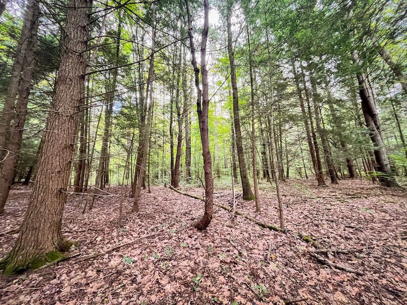 Chemung_60.55_Baumunk_Photos_16