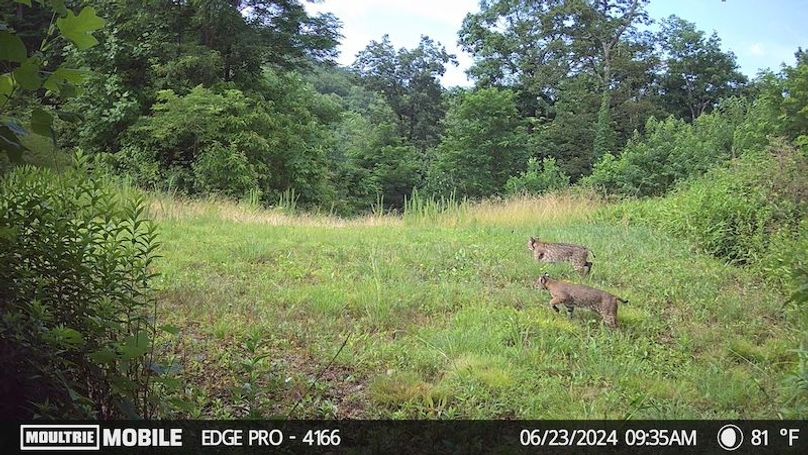 Temp_1437140-20240623133632-pir_20240623_093547_5_27_0