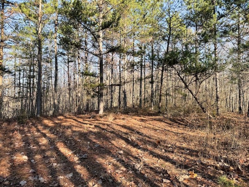 027 evergreen flat on the ridge