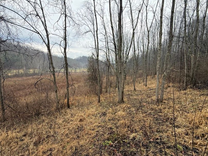 020 the transition are from field to forest in the southeast part of the property