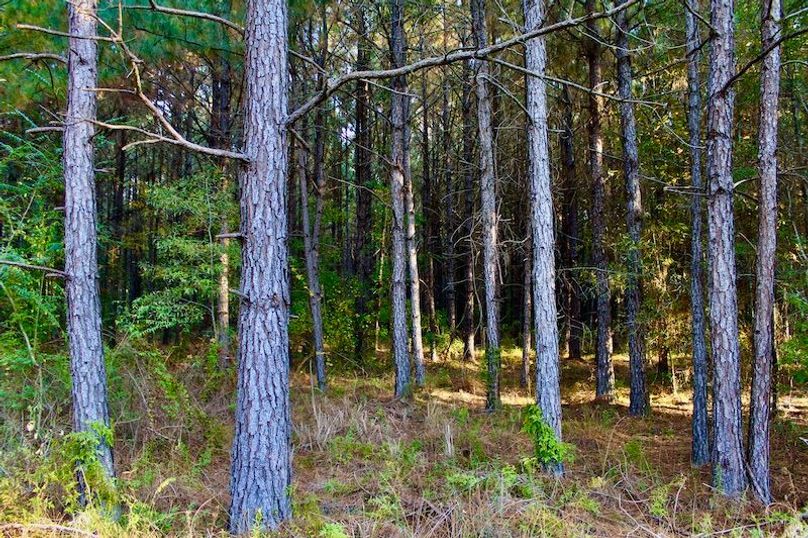 A3669293-D203-4647-8F2B-CACF4C27A017_1_201_a