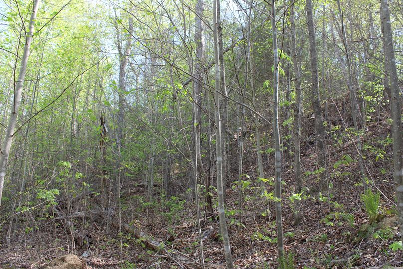 013 the upper healthy forest regeneration in the upper reaches near the east boundary