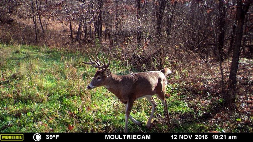 Sauk 174 Trailcam - 76