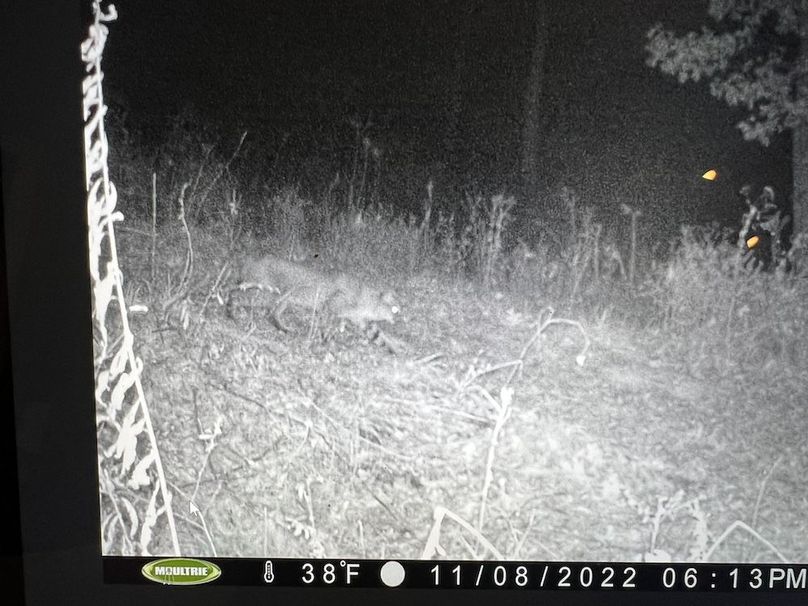 54.03 Houston Deer-8