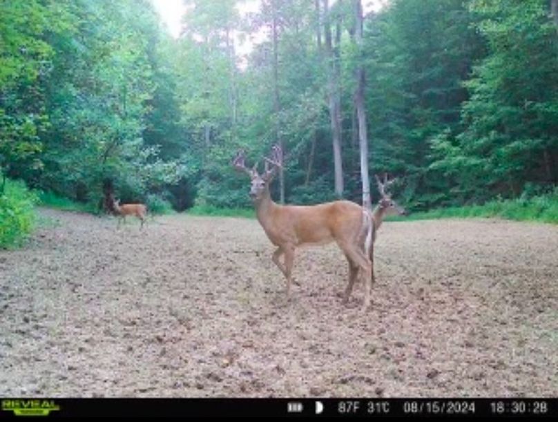 trail cam2