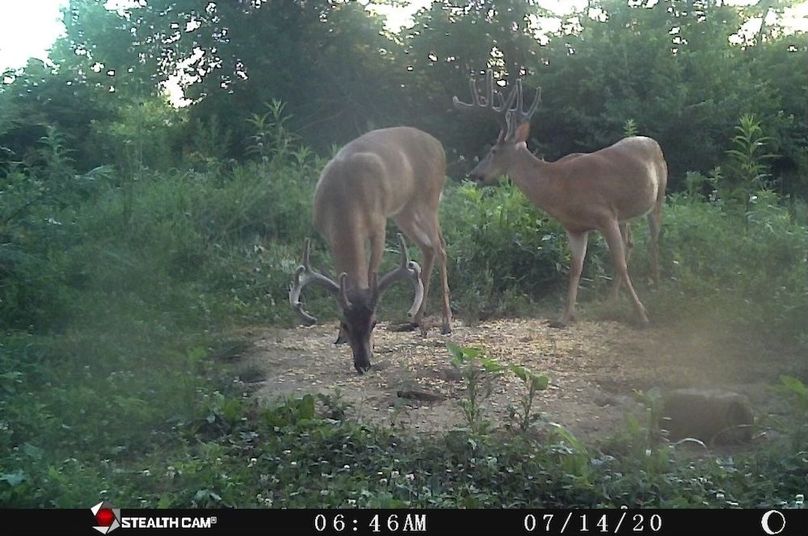09 a couple heavy racked mature bucks still hanging in the bachelor group copy