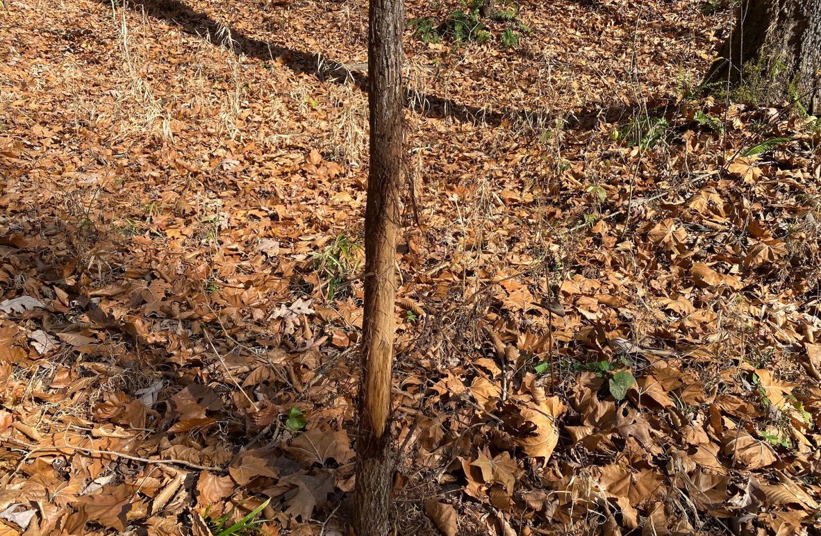 005 some pretty good buck sign on this property copy