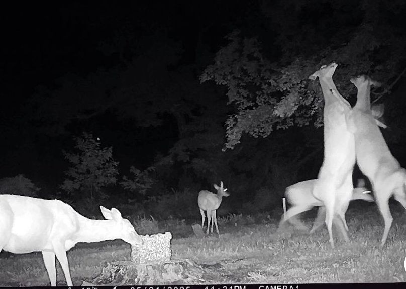 Scanned_20251017-1754-05