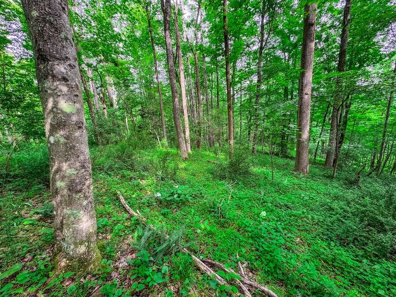 Doddridge, WV 15.68 AC Bonnett-76