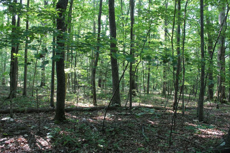 020 a large flat forested area in the middle of the property, perfect for a getaway cabin