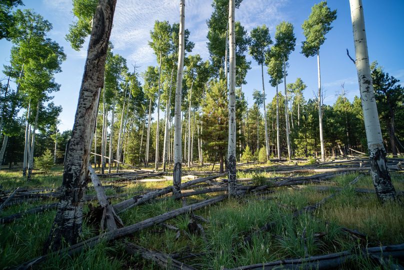 Cibola NM 13,053-05997