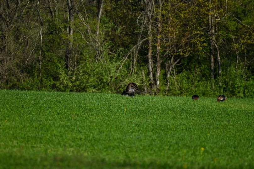 vandalia 450 (2)-2500