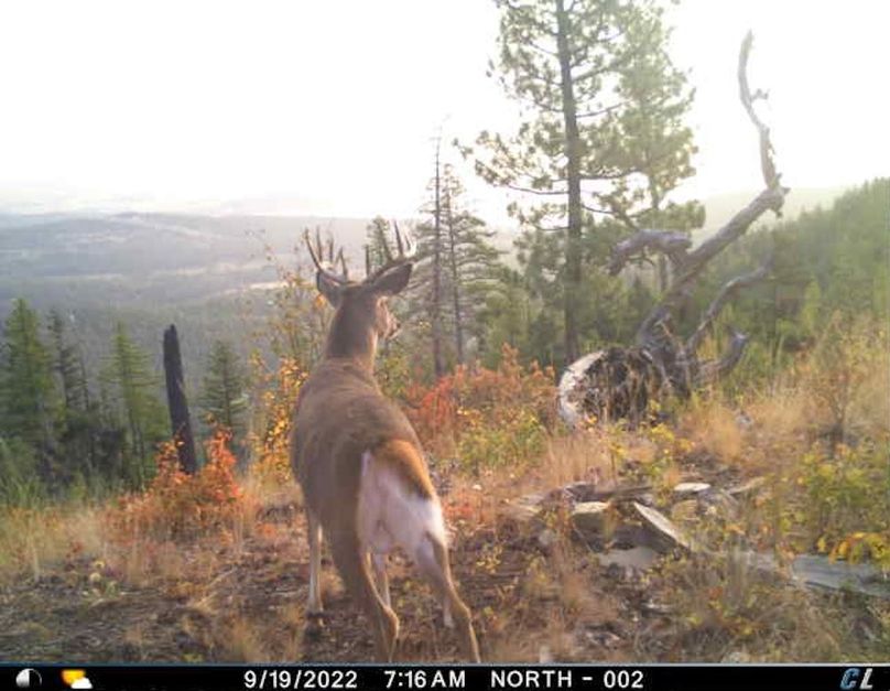 Deer 2