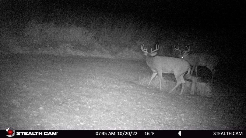2 Large Bucks Oct 2022
