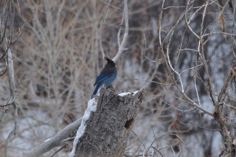 BlueJay-Feb2019