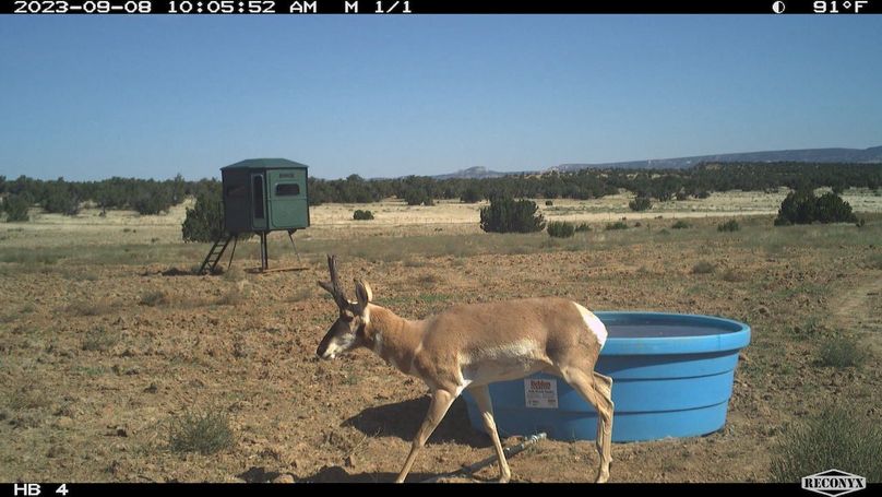 pronghorn buck