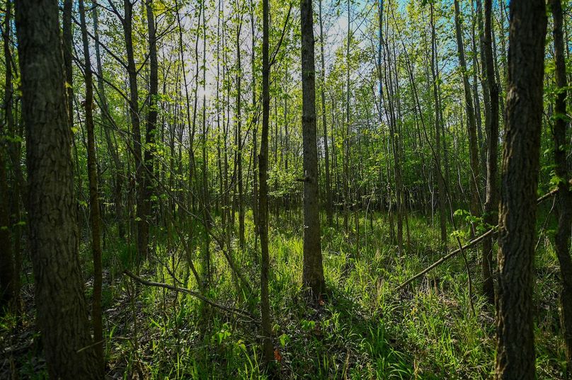 vandalia 450 (2)-3028