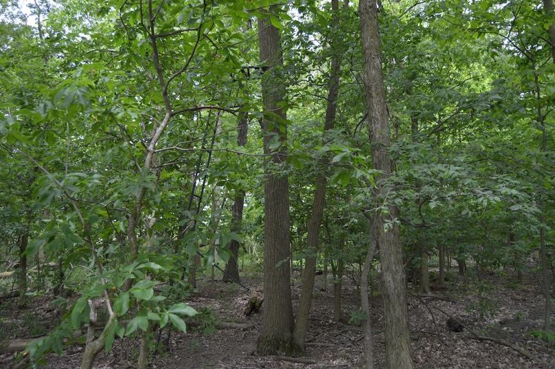 Old stand along east edge