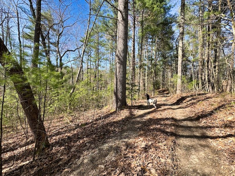 017 my assistant getting distracted by the squirrels