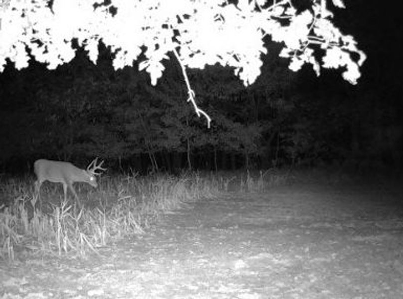 Copy of 934 Deer 7 Large