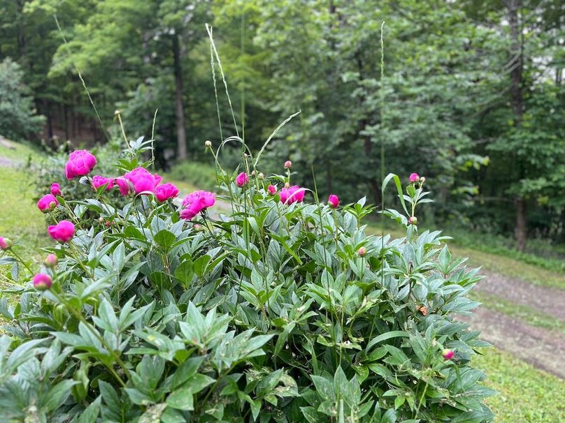Chemung_116.3_Stamm Photo 66