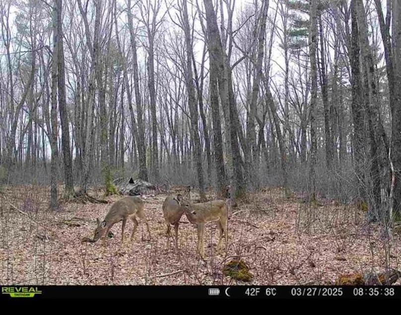 Monroe 50trailcam - 5