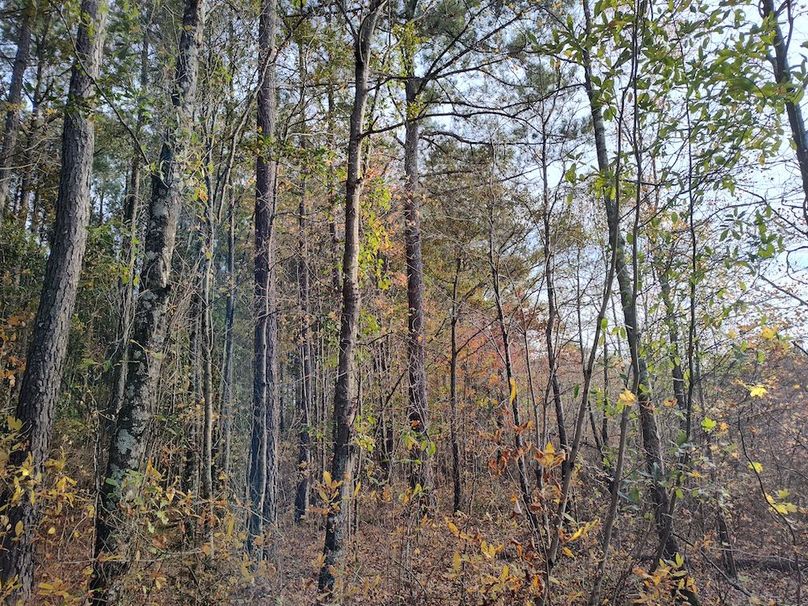 IMG_20251105_153209329_HDR