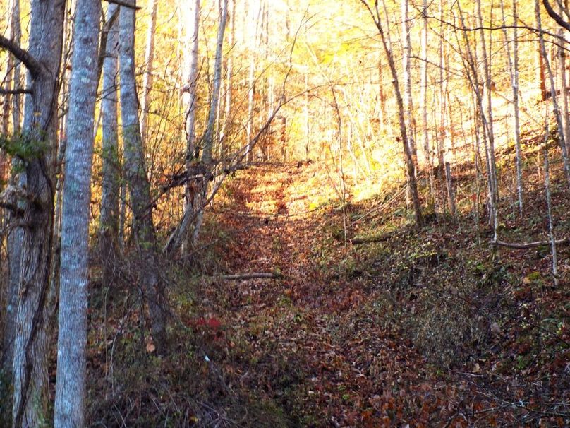 Beginning of Another trail in Late fall